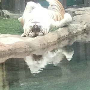 Meet your Posher, Veronica